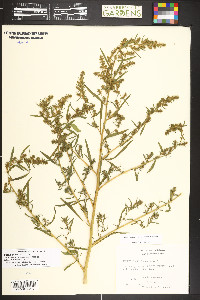 Bassia scoparia image