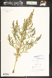 Bassia scoparia image