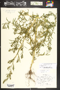 Bassia scoparia image