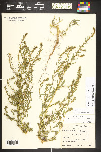 Bassia scoparia image