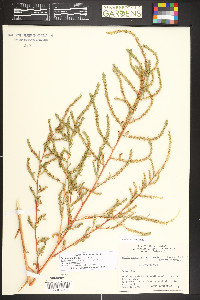 Bassia scoparia image
