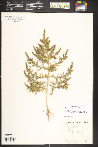 Bassia scoparia image