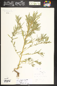 Bassia scoparia image