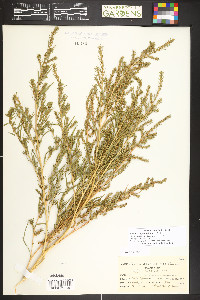 Bassia scoparia image