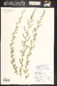 Bassia scoparia image