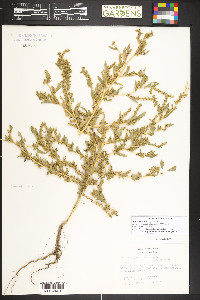Bassia scoparia image