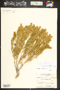 Krascheninnikovia ceratoides image