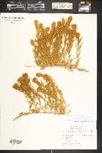 Krascheninnikovia ceratoides image