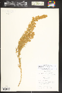 Krascheninnikovia lanata image