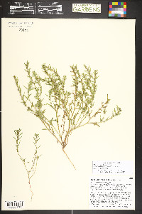 Blitum nuttallianum image
