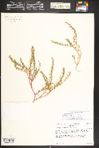 Blitum nuttallianum image