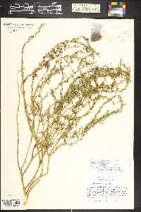 Blitum nuttallianum image