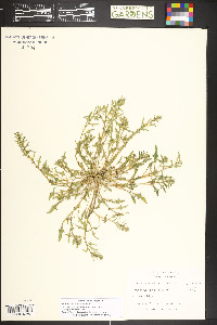 Blitum nuttallianum image