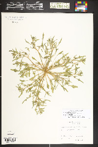 Blitum nuttallianum image