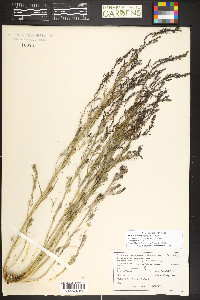 Suaeda nigra image