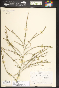 Salsola collina image