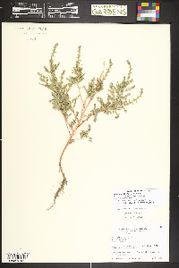 Bassia scoparia image