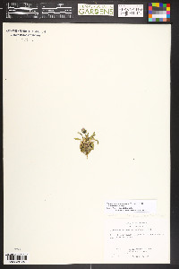 Taraxacum scopulorum image