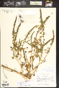Chenopodium virgatum image