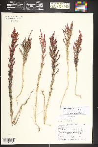 Bassia scoparia image