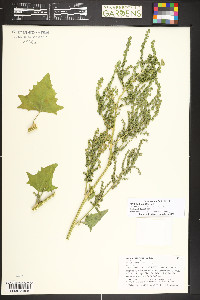 Atriplex heterosperma image