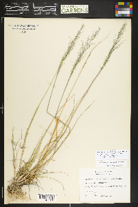 Blepharoneuron tricholepis image