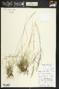 Blepharoneuron tricholepis image