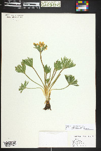 Anemonastrum zephyrum image