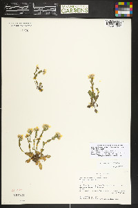 Noccaea fendleri image