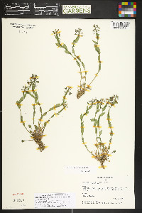 Noccaea fendleri image