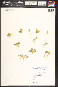 Stellaria sanjuanensis image