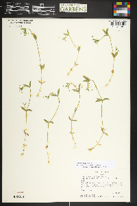 Stellaria irrigua image