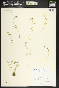 Stellaria irrigua image