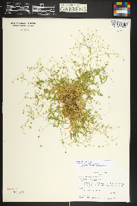 Stellaria irrigua image