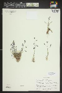 Poa reflexa image