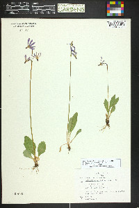 Primula pauciflora image