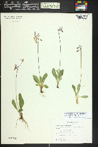 Primula pauciflora image