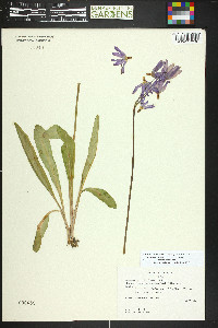 Primula pauciflora image