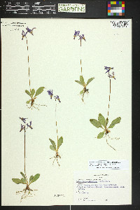 Primula pauciflora image