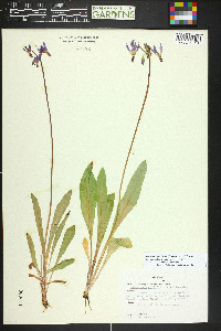 Primula pauciflora image