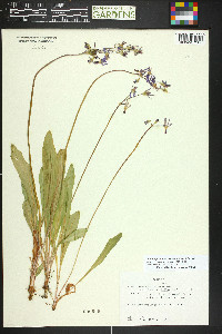 Primula pauciflora image