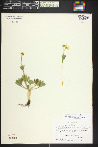 Anemonastrum zephyrum image