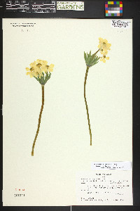 Anemonastrum zephyrum image