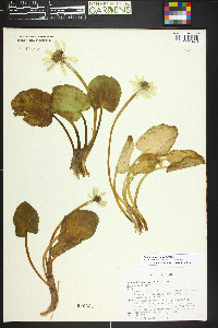 Caltha chionophila image