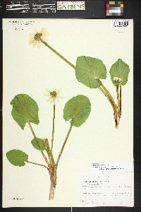 Caltha chionophila image