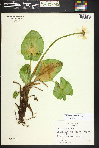 Caltha chionophila image