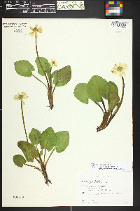 Caltha chionophila image