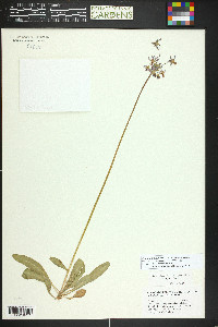 Primula pauciflora image