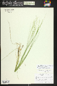 Piptatheropsis micrantha image