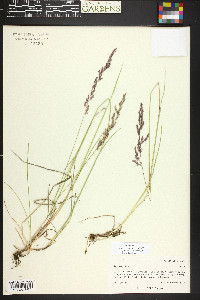 Poa arida image